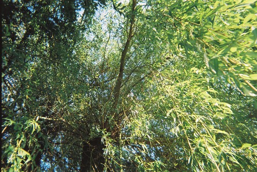 Figure 4: Led by the dog under the canopy of a grand weeping willow tree. Photographer: Lisa, office worker.