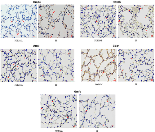 Figure 9 The immunohistochemical results of Bmp4/Hoxa5/Arntl/Ctla4/Gmfg staining in the lung tissue of each group (×400).