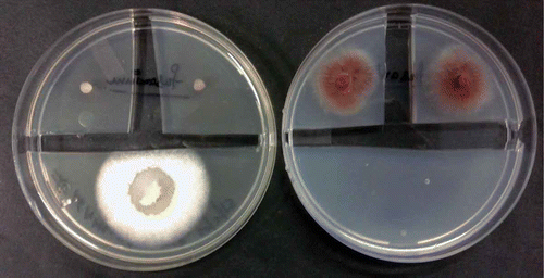 Figure 4. Growth inhibition assay. Inoculation with Muscodor kashayum (Left, Lower colony) inhibited growth of Fusarium oxysporum (inoculation in the upper quarter) as compared to the control (right). Pictures taken 3 days after inoculation.