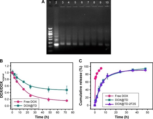 Figure 2 (A) Gel electrophoretic analysis of DOX-loaded DNA TD in McCoy’s 5A medium plus 10% FBS (1, 50 bp marker; 2, TD control; 3, 0 h; 4, 0.5 h; 5, 3 h; 6, 6 h; 7, 15 h; 8, 24 h; 9, 48 h; 10, 72 h); (B) the relative stability of DOX in McCoy’s 5A medium plus 10% FBS; (C) release profiles of DOX, DOX@TD, and DOX@TD-2F2S.Abbreviations: TD, tetrahedron; bp, base pair; DOX, doxorubicin; FBS, fetal bovine serum; F, folic acid; S, SL2B.