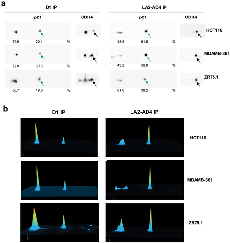 Figure 7. S130-phosphorylated p21 is enriched in phospho-CDK4 immunoprecipitation.