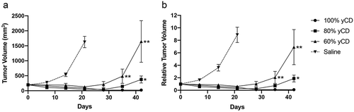 Figure 3. Response of yCD/empty vector mixed tumors to 5-FC treatment. Tumors were raised from mixtures of yCD containing cells injected in six mice each bilaterally. After initial growth they were assigned to two groups by balancing tumor volume, and treated with diluent (saline) or 5-FC (500 mg/kg/day, IP) as represented by raw tumor volume (a) and relative tumor volume (b). Note initial regression in the 60% and 80% yCD mice, followed by expansion (20% yCD and 40% yCD tumors are presented in Supplemental Figure 1). Tumor volumes were compared to 100% yCD bearing cells after Day 35. *:p < .05, **:P < .001. Saline indicates the average of all controls. Error bars represent SE