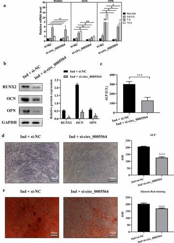 Figure 5. Circ_0005564 silencing inhibited BMSCs osteoblast differentiation. (a) qRT-PCR results of RUNX2, OCN, and OPN mRNA expression after circ_0005564 knockdown in BMSCs after induction at indicated time-points. *p < 0.05, **p < 0.01, N = 3. (b) The protein expression of RUNX2, OPN, and OCN were significantly decreased by circ_0005564 knockdown (*p < 0.05); (c) knockdown circ_0005564 significantly reduced ALP activity in BMSCs with osteogenic differentiation induction (***p < 0.001). (d) circ_0005564 knockdown reduced ALP protein expression in BMSCs with osteogenic differentiation induction. (e) alizarin red staining showed that circ_0005564 knockdown inhibited mineralized nodules formation in BMSCs with osteogenic differentiation induction