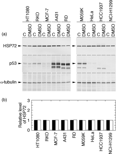 Figure 1. Effects of 0.15% DMSO on the levels of Hsp72 and p53 in human cancer cell lines. Exponentially growing cells were treated with or without 0.15% DMSO for 2 h. Whole-cell proteins were extracted and analysed with Western blotting. (a) Hsp72 and p53 were visualized using anti-Hsp72/73 antibody and anti-p53 antibody, respectively. C, control (without any treatment). (b) The intensity of the band indicated in (a) was measured by densitometry and the relative level of Hsp72 protein was calculated. The protein level detected in the control cells was determined as 1.0. Filled column, control; open column, DMSO.