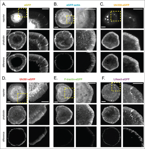 Figure 2. Comparison of live-cell actin probes and phalloidin in Drosophila S2 cells on ConA. Comparison of Alexa 564 phalloidin localization and eGFP actin reporters in fixed S2 cells on ConA stably expressing (A) eGFP, (B) eGFP-actin, (C) Utr230-eGFP, (D) Utr261-eGFP, (E) F-tractin-eGFP and (F) Lifeact-eGFP. Scale bars indicate 5 microns.