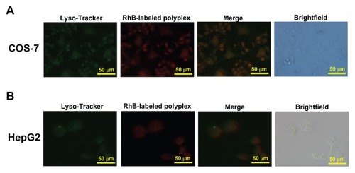 Figure 5 Cellular uptake of Rhodamine B-labeled polyplexes formed from PSIA and pDNA at the polymer to gene ratio (w/w) of 20 in COS-7 cells (A) and HepG2 cells (B) scale bar 50 μm.Abbreviation: PSIA, polyspermine imidazole-4, 5-amide.