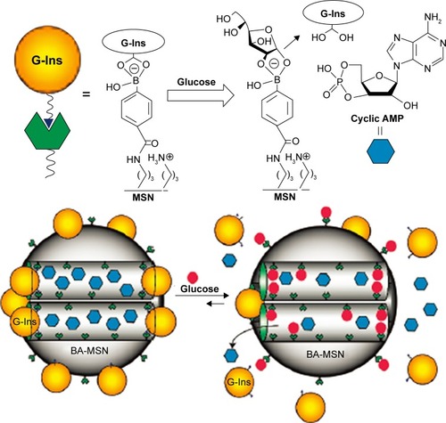 Figure 9 Schematic representation of the glucose-responsive MSN-based delivery system for controlled release of bioactive G-Ins and cyclic AMP.Note: Reprinted with permission from Cheng YJ, Zhao Y, Trewyn BG, Slowing II, Lin VS. Mesoporous silica nanoparticle-based double drug delivery system for glucose-responsive controlled release of insulin and cyclic AMP. J Am Chem Soc. 2009;131(24):8398–8400. Copyright 2009 American Chemical Society.Citation113Abbreviations: MSN, mesoporous silica nanoparticle; G-Ins, gluconic acid–modified insulin; BA-MSN, boronic acid-functionalized MSN.