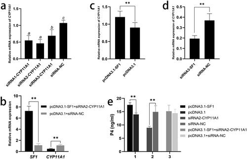 Figure 3. SF1 and CYP11A1 co-promote the secretion of progesterone in GCs. (a) Relative expression of CYP11A1 after transfection of with three different siRNAs-CYP11A1. (b) Relative expression of SF1 and CYP11A1 after cotransfection with pcDNA3.1-SF1 and siRNA2-CYP11A1. (c) Relative expression of CYP11A1 after transfection with pcDNA3.1-SF1. (d) Relative expression of CYP11A1 after transfection with siRNA3-SF1. (e) Level of secreted P4 in cells cotransfected with pcDNA3.1-SF1 and siRNA2-CYP11A1. Results are presented as means ± SE; n = 3; * P < 0.05; ** P < 0.01; a, b, and c indicate significant different values (P < 0.05).