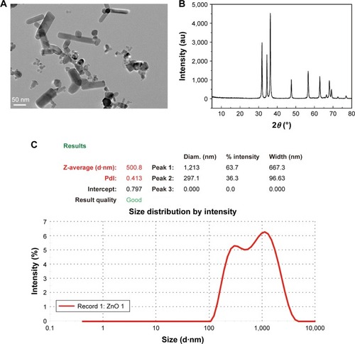 Figure 2 Particle characterization and physicochemical properties of ZnO nanoparticles.Notes: (A) Transmission electron micrograph indicating the hexagonal prism-shape with sharp-edged structures of the NPs. (B) XRD spectrum pattern of the ZnO nanoparticles. (C) The intensity-weighted average hydrodynamic diameter of ZnO NPs.Abbreviations: ZnO, zinc oxide; XRD, X-ray diffraction; NP, nanoparticle.