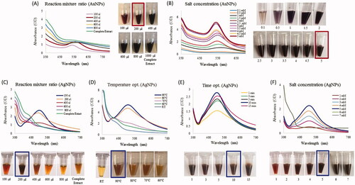Figure 2. Optimization studies based on the UV-vis spectral analysis for AuNP and AgNP production by the R. rosea rhizome extract. The optimized parameters for AuNPs were: reaction mixture ratio (extract:water) (A) and gold salt concentration (B). The optimized parameters for AgNPs were as follows: the reaction mixture ratio (extract:water) (C), temperature (D), time (E) and silver salt concertation (F). The photograph of test tubes with optimizing concentrations is shown next to respective figures.