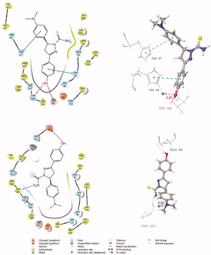 Figure 5. The 2 D and 3 D ligand interaction diagrams of hCA I-10 (S) (top) and hCA II-10 (S) (bottom) complexes obtained from prime MM-GBSA using Glide XP docked poses (In 3 D representation, hydrogen bonds are shown with yellow dashed lines, π-π interactions are shown with cyan colour. The distance between zinc metal and interacting atom is shown with pink colour).