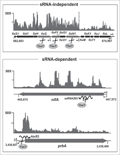 Figure 1. SmYbeY influences turnover of bulk and sRNA-regulated mRNAs. Shown are enrichment patterns of putative SmYbeY mRNA substrates in SmHfq CoIP-RNA.Citation27 The vertical axis indicate fold enrichment with respect to a control CoIP-RNA. Relevant genomic information for each mRNA is provided in the schematics below the plots. Numbering denotes coordinates in the S. meliloti Rm1021 genome. SmYbeY-mediated silencing of nifA and prbA mRNAs is likely triggered by base-pairing with the trans-sRNA AbcR2 and the asRNA265, respectively. See text for further details.