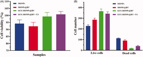 Figure 5. (A) In vitro quantitative results of cell viability and (B) quantitative cell number of live and dead cells calculated from cellular fluorescence images.