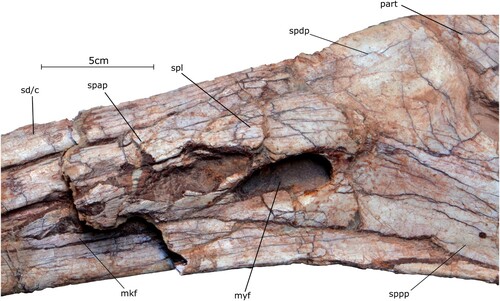 FIGURE 12. Splenial and surrounding bones of the holotype specimen of Qianzhousaurus sinensis (GM 10004). Abbreviations: mkf, Meckelian fossa; myf, mylohyoid foramen; part, prearticular; sd/c, supradentary coronoid; spl, splenial; spap, splenial anterior process; sppp, splenial posterior process; spdp, splenial dorsal process.