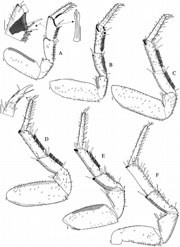 Figure 4 Benthana schmalfussi n. sp. (male paratype). A: pereopod 1; B: pereopod 2; C: pereopod 3; D: dactylus; E: pereopod 4; F: pereopod 5; G: pereopod 7. Scales: 0.1 mm.