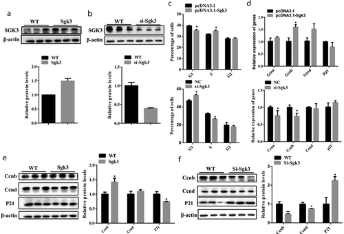 Figure 5. SGK3 overexpression accelerated cell cycle progression and promoted C2C12 cell proliferation; SGK3 inhibition impeded cell cycle progression and inhibited C2C12 cell proliferation. (a) The protein level of SGK3 24 hours after C2C12 cells were transfected with pcDNA3.1-SGK3. pcDNA3.1-SGK3 increased the protein level of SGK3. (b) The protein level of SGK3 24 hours after C2C12 cells transfected with Si-SGK3-3. Si-SGK3-3 decreased the protein level of SGK3. (c) Flow cytometry analysis after C2C12 cells were transfected with pcDNA3.1-SGK3 or Si-SGK3-3. pcDNA3.1-SGK3 lowered the percentage of G1 phase cells, increased the percentage of S phase cells. Si-SGK3-3 increased the percentage of G1 phase cells and decreased the percentage of S phase cells. (d) mRNA level of cell cycle genes measured by qPCR. pcDNA3.1-SGK3 increased the mRNA level of CCNB. Si-SGK3-3 decreased the mRNA level of CCNA and CCND. (e) Western blot results after C2C12 cells were transfected with pcDNA3.1-SGK3. pcDNA3.1-SGK3 increased the protein level of CCNB, decreased the protein level of P21. (f) Western blot results after C2C12 cells were transfected with Si-SGK3-3. Si-SGK3-3 decreased the protein level of CCNB and CCND, increased the protein level of P21. * p < 0.05, ** p < 0.01, *** p < 0.001. All experiments were repeated three times, and results are presented as mean ± S.E.M