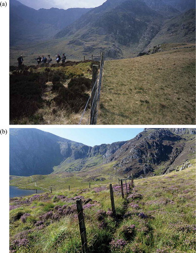 Figure 4. One of the North Wales, Great Britain exclosures – this one is in Cwm Idwal (‘site 2ʹ of Hill et al. Citation1992). The top photograph (a) was taken in 2002 – note the much shorter grass outside the exclosure where there has been sheep grazing and the dark coloured heather Calluna vulgaris bushes within the exclosure. As part of the management of the Cwm Idwal nature reserve, attempts were made to exclude all sheep from late 1998. In 2001, Britain suffered a major outbreak of foot and mouth disease, which led to a decline in sheep numbers in the area making it easier to exclude sheep from the reserve (although a few still get in). Slowly, the grass outside the exclosure is getting taller, and it is easier to fine small heather plants amongst the grass. Therefore, the 2002 photograph shows about the maximum difference between inside and outside the exclosure. The lower photograph (b) shows the same view taken in 2015; note how the vegetation outside the exclosure is starting to look more similar to that within the exclosure, now that sheep grazing levels are much reduced (a 2008 photograph is reproduced in Sherratt and Wilkinson (Citation2009) and shows amounts of heather outside the exclosure intermediate between the above two photographs).
