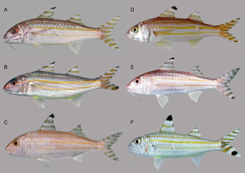 Figure 1. (A) U. suahelicus, SAIAB 13948, HT, 10.1 cm SL, Kenya (P.C. Heemstra); (B) Upeneus suahelicus, SAIAB 97929, 10.4 cm SL, Fort Dauphin, Madagascar (P.C. Heemstra); (C) U. indicus, BPBM 27524, HT, 13.7 cm SL, Cochin, W India (J.E. Randall); (D) U. supravittatus, SAIAB 187367, 11.7 cm SL, Negombo, Sri Lanka (F. Uiblein); (E) U. supravittatus, BPBM 20504, PT, 12.0 cm SL, Madras, E India (J.E. Randall); (F) U. vittatus, 16.1 cm SL, Zanzibar Channel, Tanzania (J.E. Randall).