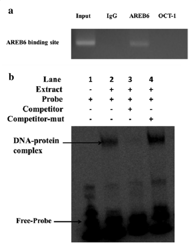 Figure 4. ChIP and EMSA showed that AREB6 could bind to the PPP1R11 promoter. (a) ChIP assay. The DNA fragments interacting with AREB6 protein were pulled down by anti-HA antibodies. DNA isolated from immunoprecipitated material was amplified by PCR. The “Input” was the positive control, “IgG” and “OCT1” were the negative control group, and “AREB6” was the experimental group. Agarose gel electrophoresis showed that the DNA fragments were distributed in a range of 200–1000 bp and reached the ChIP test requirement. Total chromatin was used as the input. (b) EMSAs. Lane 1 is a negative control which only added the 5′ biotin-labeled probe containing the AREB6 binding site. Therefore, only the band of the free probe was shown. In contrast, lane 2 is the experiment group, which added the 5′ biotin-labeled probe containing the AREB6 binding site, and simultaneously added the nuclear extraction matters, where the moving band of the DNA- and nucleoprotein-complex could not be seen; lane 3 and lane 4 were both experimental controls. Lane 3 added the 50 × 5′ unlabeled probe containing the AREB6 binding site to competitively bind the AREB6 protein, so there was no band of the DNA- and protein-complex, whereas lane 4 added the 5′ unlabeled probe containing the AREB6 binding site that had been mutated, and therefore it still was able to observe the migration bands of the DNA- and protein-complex. The specific DNA-protein complex and DNA-protein-antibody complex bands are indicated by arrows.