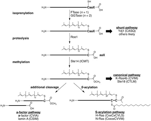 Figure 1. Overview of post-translational modifications associated with CaaX proteins. Both farnesyl (C15) and geranylgeranyl (C20) can be added to CaaX proteins. There are multiple classes of isoprenylated CaaX proteins: those with motifs that resist cleavage (shunt), those with motifs that are cleaved (canonical), and those additionally modified by cleavage (a-factor) or S-acylation. Motifs shown are for indicated yeast (Ydj1p, Ste18p, a-factor) or human proteins (all others).