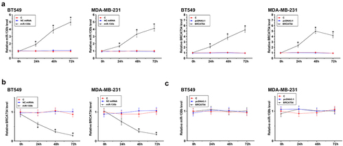 Figure 3. The regulation of BRCAT54 expression by miR-130b in BT549 and MDA-MB-231 cells.