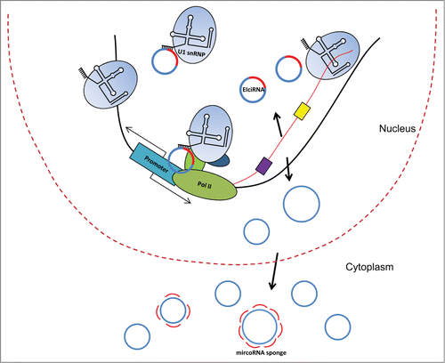 Figure 1. circRNAs are generated co- or post-transcriptionally, and their biogenesis may be mediated by complementary sequences (purple and yellow boxes) in the flanking introns. EIciRNAs associate with U1 snRNPs to regulate gene transcription in cis. U1 snRNPs also play roles in preventing premature polyadenylation and in determining transcriptional direction. The majority of circRNAs is composed exclusively of exonic sequences and localize to the cytoplasm; 2 of them were are shown to function as microRNA sponges.