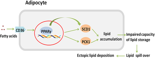 Figure 9 CD36/PPARγ/SCD1 and CD36/PPARγ/PCK1 pathway.