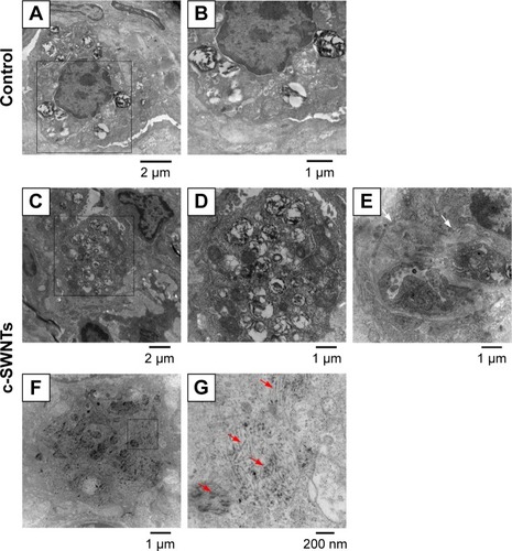 Figure 4 c-SWNTs traverse alveolar interstitium and induce ultrastructural alteration in AECs-II.Notes: Representative TEM images of the lung sections from the rats after 30-day intravenous injection with 5.00 wt% glucose solution (control) or 2.0 mg of c-SWNTs/kg body weight per injection (c-SWNTs). Control lungs (A) and (B), wherein (B) is an enlarged image of the boxed region in (A), present normal ultrastructure of AECs-II. Exposed lungs (C)–(G), wherein (D) and (G) are enlarged images of the boxed regions in (C) and (F), respectively, show increasing lamellar bodies with decreasing sizes in AECs-II and c-SWNTs (red arrows) incorporated into the alveolar interstitium and trapped inside the vacuoles or the phagolysosomes, as well as fibril formation (E), (white arrows).Abbreviations: c-SWNTs, carboxylated single-walled carbon nanotubes; AECs-II, alveolar epithelial cells type-II; TEM, transmission electron microscopy.