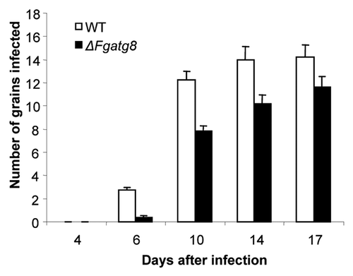 Figure 10. Comparison of F. graminearum, WT and ΔFgatg8 mutant infection of barley spikes over time.