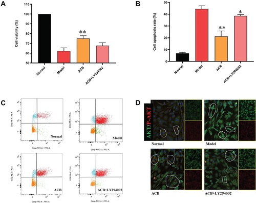 Figure 12. Effects of ACB with PI3K inhibitor LY294002 on the cell viability (A) and cell apoptosis (B) of H2O2 induced PC12 cells. (C) Apoptotic assay by flow cytometer of PC12 cells. (D) Immunofluorescence images of ACB with PI3K inhibitor LY294002 on protein expression of Akt/p-Akt in H2O2 induced PC12 cells. *p < 0.05 and **p < 0.01 vs. model group.