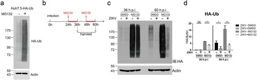 Figure 4. ZIKV infection induced degradation of ubiquitinated proteins. (a) Huh7.5-HA-Ub cells were treated with 10 μM DMSO or MG132 for 12 h and analysed by western blotting with the indicated antibodies. A representative picture of multiple independent experiments is shown. (b) Schematic of the experimental design for C-D. Huh7.5-HA-Ub cells were infected with ZIKV C7 (MOI = 1). At 24 and 48 h post infection, the cells were treated with 10 μM DMSO or MG132 for 12 h and then harvested. (c) Cells were analysed by western blotting with the indicated antibodies. Representative pictures of three biological replicates are shown. The values to the left of the blots are molecular sizes in kilodaltons. (d) The protein abundance of HA-Ub in C was quantified and plotted. The mean ± SD of three biological replicates is shown (n = 3). Statistical analysis was performed between C7-infected groups and uninfected groups (ns, not significant, *P < 0.05, **P < 0.01, ***P < 0.001; two-tailed, unpaired t-test).