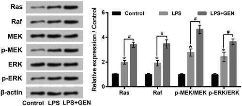 Figure 7. GEN activated Ras/Raf/MEK/ERK pathway in LPS-treated MPC5 cells. After 1 μg/ml LPS and/or 300 μg/ml GEN treatment for 12 h, the protein expression levels of Ras, Raf, MEK, p-MEK, ERK and p-ERK in MPC5 cells were assessed by western blotting. LPS: Lipopolysaccharide; GEN: Geniposide. MEK: Mitogen-activated protein kinase; ERK: Extracellular signal-regulated kinases. N = 3. *P < .05 vs. Control group; #P < .05 vs. LPS group.