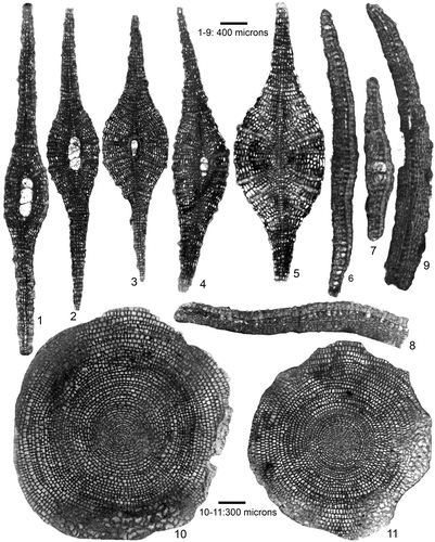 Plate 6. Vertical sections of D. ranikotensis, D. archiaci, Setia tibetica and Orbitosiphon punjabensis (1–9) and equatorial sections of D. archiaci (10–11). 1–2: D. ranikotensis Davies. megalospheric specimens, early Eocene Patala Formation, Thal, NW Pakistan. 1: THAL.B-132, 2: THAL.B-128. 3–5: D. archiaci (Schlumberger) bakhchisaraiensis Less. megalospheric (3 & 4) and microspheric (5) specimens, early Eocene Patala Formation, Thal, NW Pakistan. 3: THAL.B-130, 4: THAL.B-131, 5: THAL.B-68. 6–8: S. tibetica (Douvillé). vertical sections showing well-developed lateral chamberlets on the dorsal and vacuolar cavities on the ventral side of the almost concave-convex test. 6, 8 microspheric, 7 megalospheric specimen, late Paleocene (SBZ 4) Lockhart Limestone in Nammal Gorge, Salt Range, N Pakistan. Note thick equatorial layer, low dorsal lateral chamberlets and asymmetric test. 6: NAM.6–5, 7: NAM.6–4, 8: NAM.6–9. 9: O. punjabensis (Davies), microspheric specimen showing development of lateral chamberlets on both sides of the thick equatorial layer, late Paleocene (SBZ 4) Lockhart Limestone in Nammal Gorge, Salt Range, N Pakistan, NAM.6–14. 10: D. archiaci (Schlumberger) ex. interc. staroseliensis-bakhchisaraiensis Less. early Eocene Patala Formation, Thal, NW Pakistan, microspheric specimen showing typical discocyclinid juvenarium, THAL.10–3. 11: D. archiaci (Schlumberger) bakhchisaraiensis Less. early Eocene Sarıyaka section, Kırıkkale (C Turkey), microspheric specimen showing typical discocyclinid juvenarium, 396–15. The specimen label denotes sample number, and specimen number (e.g. 396–15).