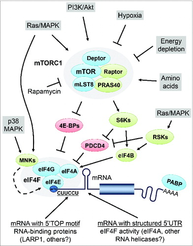 Figure 1. Schematic representation of mTORC1 signaling to the translational machinery. Growth factors and hormones stimulate mTORC1 activity via the Ras/MAPK and PI3K/Akt signaling pathways. mTORC1 is also activated by amino acids, and inactivated by energy depletion and hypoxia. mTORC1 promotes mRNA translation by regulating the 4E-BPs and S6Ks, which in turn modulate downstream effector proteins such as PDCD4 and eIF4B. Phosphorylation of the 4E-BPs by mTORC1 leads to their dissociation from eIF4E, thereby stimulating assembly of the eIF4F complex. The helicase activity associated with the eIF4F complex is thought to be critical for the unwinding of secondary structures within the mRNA 5’UTR, thereby facilitating scanning of the ribosome toward the initiation codon. The S6Ks and RSKs are thought to modulate eIF4A activity by phosphorylating eIF4B and the tumor suppressor PDCD4. The MNKs are recruited via eIF4G and directly phosphorylate eIF4E. mRNAs which contain a 5’ terminal oligopyrimidine (TOP) motif are dependent on mTORC1 activity for their translation. Several RNA-binding proteins were suggested to bind to the TOP motif and regulate TOP mRNA translation, including the La-related protein 1 (LARP1).
