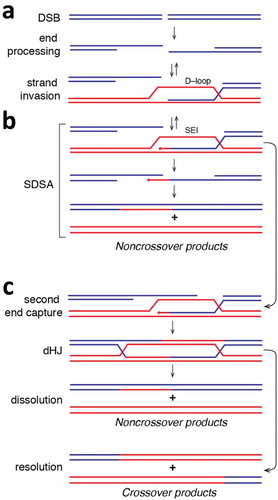 Figure 2. Simplified overview of homologous recombination. (a) Diagram depicting the formation of a DSB followed by end processing of the break to yield long 3’ssDNA overhangs. The ssDNA can be paired with a homologous dsDNA (shown in red) to yield a metastable D–loop intermediate. The 3ʹend of the invading strand of the D–loop can then be used to prime DNA synthesis, which yields a more stable single end invasion product (SEI). (b) The SEI can then channeled through the synthesis–dependent strand annealing pathway. In this case, the SEI product is displaced from the homologous template and can repair with the second processed DNA end. Additional DNA synthesis followed by strand ligation yields noncrossover repair products. (c) Alternatively, the second end of the processed DNA can anneal to the homologous template, which can result in the formation of an interlinked double Holliday junction (dHJ) after DNA synthesis and strand ligation. The dHJ can be dissolved to yield noncrossover products, or it can undergo resolution through endonucleolytic cleavage, which can yield either noncrossover products (not depicted) or crossover products.