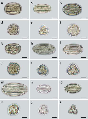 Figure 6. Equatorial and polar views of pollen grains under a Light Microscopy micrograph (LM). S. alnifolia (a, d), S. amabilis (b, e), S. folgneri (c, f), S. koehneana (g, j), S. megalocarpa (h, k), S. meliosmifolia (i, l), S. prattii (m, p), S. sargentiana (n, q), S. scalaris (o, r). Scale bars−10 μm.