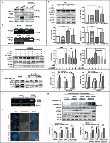 Figure 3. For figure legend, see page 2077.Figure 3 (See previous page). DRD2 and DRD3 mediate the autophagy activation by PPX. The protein (A) and mRNA (B) expression of DRD2 and DRD3 in PC12, MES23.5, undifferentiated (UN) and, RA and TPA differentiated SH-SY5Y cells were analyzed by western blotting and reverse transcription PCR, respectively. PC12 (C) or MES23.5 cells (D) were treated with 100 μM PPX for 12 h, with (+) or without (−) 50 nM L741,626 or 20 nM GR103691 pretreatment 30 min before and during PPX treatment. N=4. One-sample t test and Student t test. (E) PPX treatment resulted in significant increases in LC3B-II and BECN1 protein levels in PC12 and RA and TPA differentiated SH-SY5Y cells, but not in undifferentiated cells. One-sample t test. N=4. (F to H) SH-SY5Y cells were transfected with GFP-DRD2 plasmid or GFP-DRD3 or both. The changes in DRD2 and DRD3 mRNA levels (F) were analyzed by reverse transcription PCR at 24 h after transfection. (G) The DRD2 and DRD3 receptors (GFP fluorescence) predominantly localized to the plasma membrane of cells, visualized by the confocal microscopy. Scale bar: 10 μm. (H) SH-SY5Y cells were treated with PPX at 24 h post-transfection. The protein levels of GFP-DRD2/3, LC3B, and BECN1 were analyzed by western blotting. One-sample t test and Student t test. N=5 to 7. *, P<0.05; **, P<0.01; ***, P<0.001. UN, undifferentiated; RA/TPA, RA and TPA differentiated; n.s., not significant.