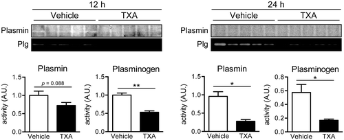 Fig. 2. Localization of plasmin and plasminogen (Plg) on the plasma membrane of rat liver cells after 70% hepatectomy.