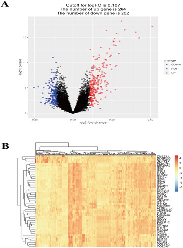 Figure 1. (A) volcano plot, |Log2FC|≥0.107 and p < 0.05 were chosen as filtering conditions, scanned 264 upregulated genes and 202 downregulated genes. (B) Heatmap of top 50 different expressed genes.