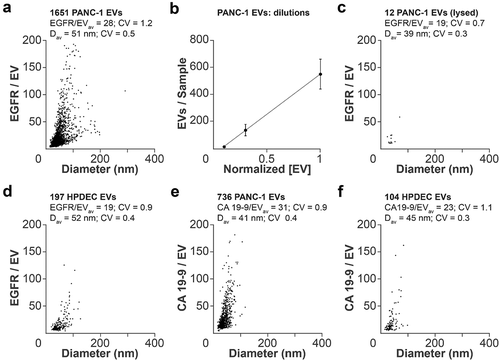 Figure 2. Quantification of EV content. (a) qSMLM quantification of EGFR-enriched EVs from PANC-1 cells using cetuximab-AF647 as a reporter. (b) Average number of detected EVs from PANC-1 cells using different dilutions. (c) qSMLM quantification of EGFR-enriched EVs from PANC-1 cells permeabilized with Triton-X 100 using cetuximab-AF647 as a reporter. (d) qSMLM quantification of EGFR-enriched EVs from HPDEC cells using cetuximab-AF647 as a reporter. (e) qSMLM quantification of CA19-9-enriched EVs from PANC-1 cells using anti CA19-9 Ab-AF647 as a reporter. (f) qSMLM quantification of CA19-9-enriched EVs from HPDEC cells using anti CA19-9 Ab-AF647 as a reporter. In all cases, SEC F8 was used; N = 3, 15 ROI.