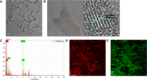 Figure 1 Characterization of GONs. The electron microscope images of GONs at 20 nm (A) and 5 nm (B) scales, where the lattice structures could be seen in the images. Partially enlarged nanocrystal image when measuring lattice spacing with the GATAN Digital Micrograph software. In Figure B, each nanocrystal particle is circled in red; the blue arrow indicates a lattice spacing between two white lines. (C) Characterizing the elemental composition of nanoparticles with EDS. (D) The distribution of oxygen elements in the field of electron microscope at the red pixel, and the distribution of gadolinium (E) in the field of electron microscope at the same green pixel. The distribution of the energy spectrum peaks of oxygen and gadolinium could also be obtained from the images.
