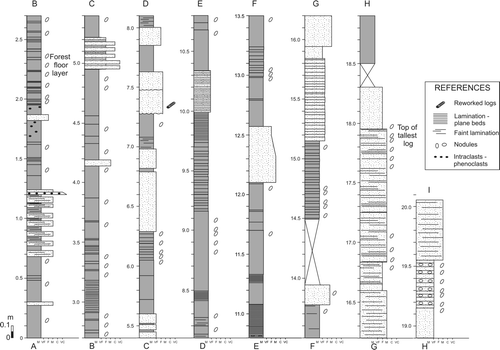 Fig. 7 Detailed log of the Paramillo Formation showing the position of the locality C fossil assemblage and main sedimentological features.