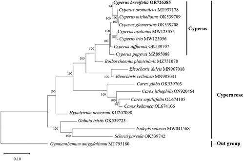 Figure 3. Maximum-likelihood phylogenetic tree of seven related species belonging to Cyperus and the placement of C. brevifolius, 11 species belonging to seven genus of Cyperaceae. Gymnanthemum amygdalinum (Asteraceae) was used as an outgroup. The bootstrap support values are shown on the nodes. The following sequences were used: Cyperus brevifolius OR726385 (this study), Cyperus aromaticus MT937178, Cyperus exaltatus MW123055, Cyperus iria MW123056 (Yang et al. Citation2021), Cyperus difformis OK539707 (Wu et al. Citation2021), Cyperus papyrus MZ895088, Cyperus michelianus OK539709 (Wu et al. Citation2021), Cyperus glomeratus OK539708 (Wu et al. Citation2021), Bolboschoenus planiculmis MZ751078 (Ning et al. Citation2024), Eleocharis dulcis MN967018 (Lee et al. Citation2020), Eleocharis cellulosa MN985041 (Lee et al. Citation2020), Carex gibba OK539703 (Wu et al. Citation2021), Carex lithophila ON920464 (Xu et al. Citation2023), Carex capillifolia OL674105, Carex kokanica OL674106, Hypolytrum nemorum KU207098, Gahnia tristis OK539723 (Wu et al. Citation2021), Isolepis setacea MW041568, Scleria parvula OK539742 (Wu et al. Citation2021), and Gymnanthemum amygdalinum MT795180 (Zhou et al. Citation2021).