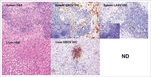 Figure 5. Histology and immunohistochemistry of selected spleen and liver tissues from a co-infected guinea pig that succumbed in the early phase (Day 9). IHC staining for EBOV and LASV was also performed on spleen tissue from an uninfected guinea pig for comparison (insets). Staining for EBOV antigen was much more prominent in this animal than LASV in the early phase. The spleen H&E stain reveals lymphocytolysis and lymphoid depletion. The IHC reveals intense EBOV staining in the presence of lymphocytolysis and lymphoid depletion. LASV staining was light. The Liver H&E stain shows multifocal hepatocyte necrosis and sinusoidal fibrin thrombi. There is heavy focal staining of EBOV antigen in the liver. LASV IHC staining was not determined (ND).