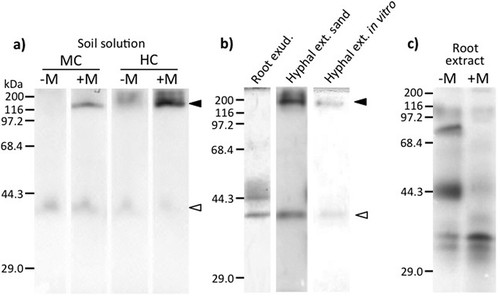 Figure 1 SDS-PAGE analysis of acid phosphatase (ACP) activity of 1800-fold concentrated soil solution collected from the mycorrhizal compartment (MC) and hyphal compartment (HC) of Welsh onion (Allium fistulosum L.) inoculated with (+M) or without (–M) arbuscular mycorrhizal (AM) fungus R. clarus CK001 (a), 24-fold concentrated extraradical hyphal extract from Rhizophagus clarus (Nicolson & Schenck) Walker & Schüßler strain CK001 collected from sand culture (Hyphal ext. sand) or in vitro monoxenic culture (Hyphal ext. in vitro), 500-fold concentrated root exudates (Root exud.) from Welsh onion grown on P-free nutrient solution (b), and root extract from Welsh onion inoculated with (+M) or without (–M) AM fungus R. clarus CK001 (c). Black and white arrows indicate fungal ACP activity.