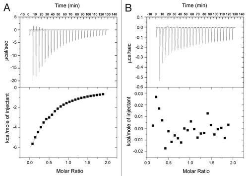 Figure 1. Enthalpograms for the titration of 10 mM Tween 80 into 14.4 mg/mL (0.24 mM) BSA (A), and 10 mM Tween 80 into 14.4 mg/mL mAb-1 (B). Top panels show power flow signals for each injection of polysorbate into the protein solution. Bottom panels show the reaction enthalpies as determined by peak integration.