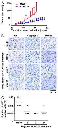 Figure 1. Selective BRAF inhibition in vivo results in strongly decreased tumor cell proliferation, but not induction of cell death, in BRAFV600E/PTEN−/− murine melanomas. (A) Four to ten weeks old Tyr::CreERT2PTENF−/−BRAFF-V600E/+ mice were induced on the flank and 31 d later, when average tumor size was 10 mm2, tumor-bearing mice were placed on PLX4720 or mock treatment. Tumor outgrowth was followed over time and tumor size in mm2 is plotted against time from tumor induction for PLX4720 treated (blue line, n = 10) and control chow treated animals (red line, n = 14). (B) Tumors were taken from Tyr::CreERT2PTENF−/−BRAFF-V600E/+ mice at distinct time points after start of PLX4720 treatment (day 0, 2, 7 and 14). Proliferation of tumor cells was measured by Ki67 immunohistochemistry. Tumor cell death was assessed by immunohistochemistry for active caspase-3 and by a TUNEL assay. Positive staining is displayed in red. (C) The percentage of Ki67-expressing tumor cells was scored into four categories and this quantification was graphically displayed (category 0 = 0%, category 1 ≥ 0–4,9%, category 2 = 5–9,9% and category 3 = 10% or more).
