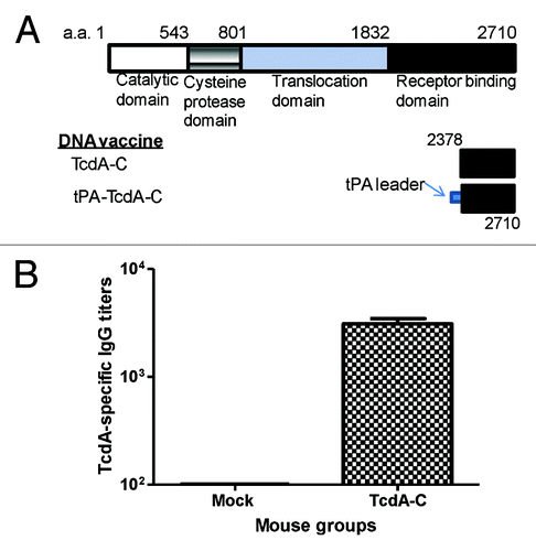 Figure 1. (A) Schematic designs of C. difficile toxin A (TcdA) DNA vaccines: TcdA-C (C-terminus of TcdA without leader sequence) and tPA-TcdA-C (TcdA-C with a tPA leader sequence). The amino acid positions for corresponding protein segments are indicated. (B) TcdA-C-specific antibody responses in mouse sera collected at one week after the 4th DNA immunization with either TcdA-C DNA vaccine or the empty vector (Mock) against TcdA-C protein expressed in supernatant of tPA-TcdA-C transfected 293T cells.