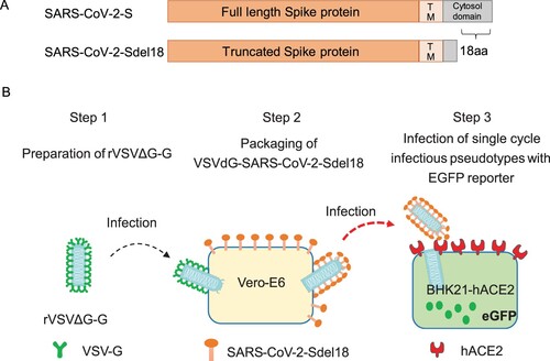 Figure 1. Generation of VSV pseudotyped viruses bearing SARS-CoV-2 spike proteins. (A) The difference between SARS-CoV-2 S protein and SARS-CoV-2-Sdel18. (B) The procedure of producing VSV pseudotyped viruses bearing SARS-CoV-2 spike proteins.