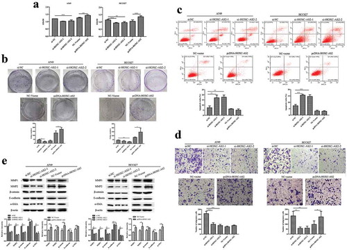 Figure 2. HOXC-AS2 regulates NSCLC cell proliferation, apoptosis, and migration. (a and b) The proliferation of A549 and HCC827 cells were evaluated by CCK-8 and clone formation assay. (c) The apoptosis of A549 and HCC827 cells was assessed by Annexin V FITC/PI staining flow cytometry. (d) The migration ability of SW480 and HT29 cells were evaluated by transwell assay. (e) The β-catenin, α-SMA, MMP-1, MMP-2, and E-cadherin expression in A549 and HCC827 cells was determined by Western blot analysis. β-actin is a loading control. *P < 0.05 (vs si-NC/NC-Vector), **P < 0.01 (vs si-NC/NC-Vector), ***P < 0.001 (vs si-NC/NC-Vector). Data were represented as means ± standard deviation (SD). Each experiment was performed in triplicate